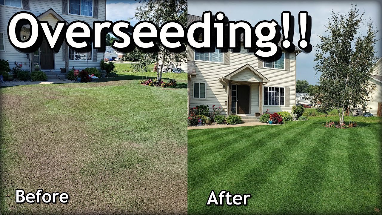 Lawn overseeding service for a residential home in Beach Park IL