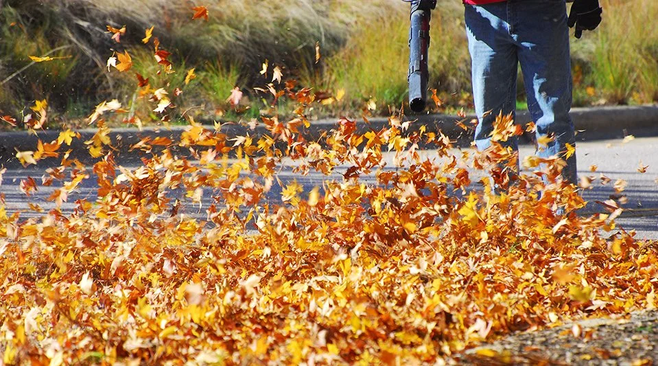 Fall clean up and leaf removal for a residential home in Beach Park IL