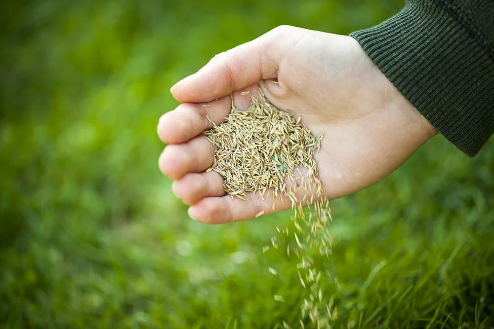 Lawn overseeding service for a residential home in Libertyville IL