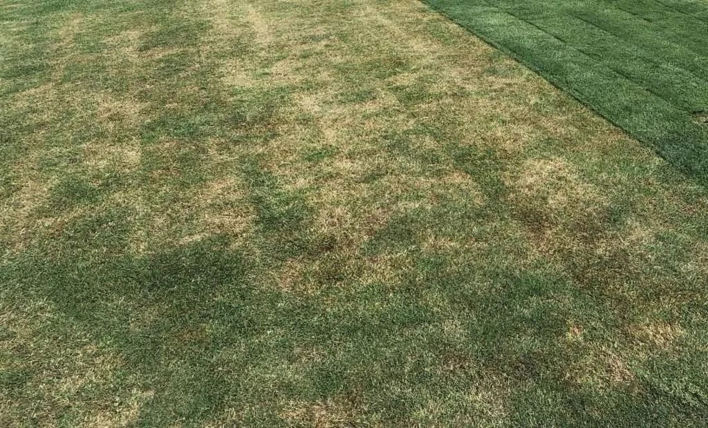 How To Reseed Your Lawn Like a Pro — Evo Lawn & Landscape