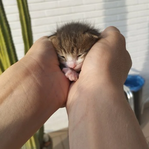 25. ANGELES PERPIÑÁ (espachurrando)