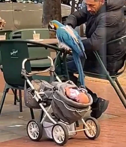 46. CHIMO ASENSI (pica, pica)