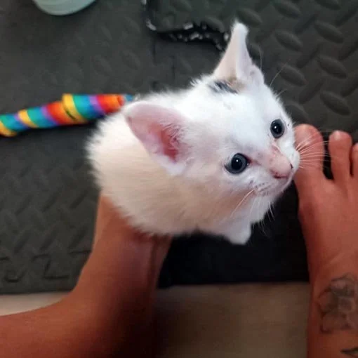 65. SMITH LAWSON (kitten)