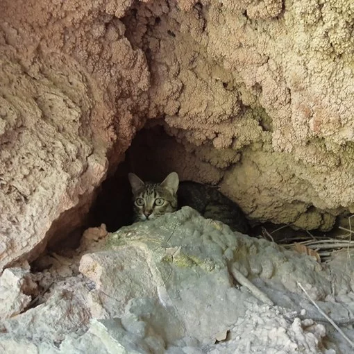 35. MARÍA CHICOTE (gata)