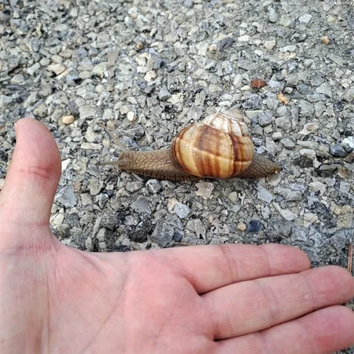 71. JOSE ML CAMPO  (venga sube que nos hemos alejado mucho de casa)