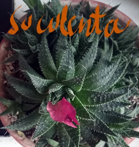 28. IDOIA VIDAL  suculenta