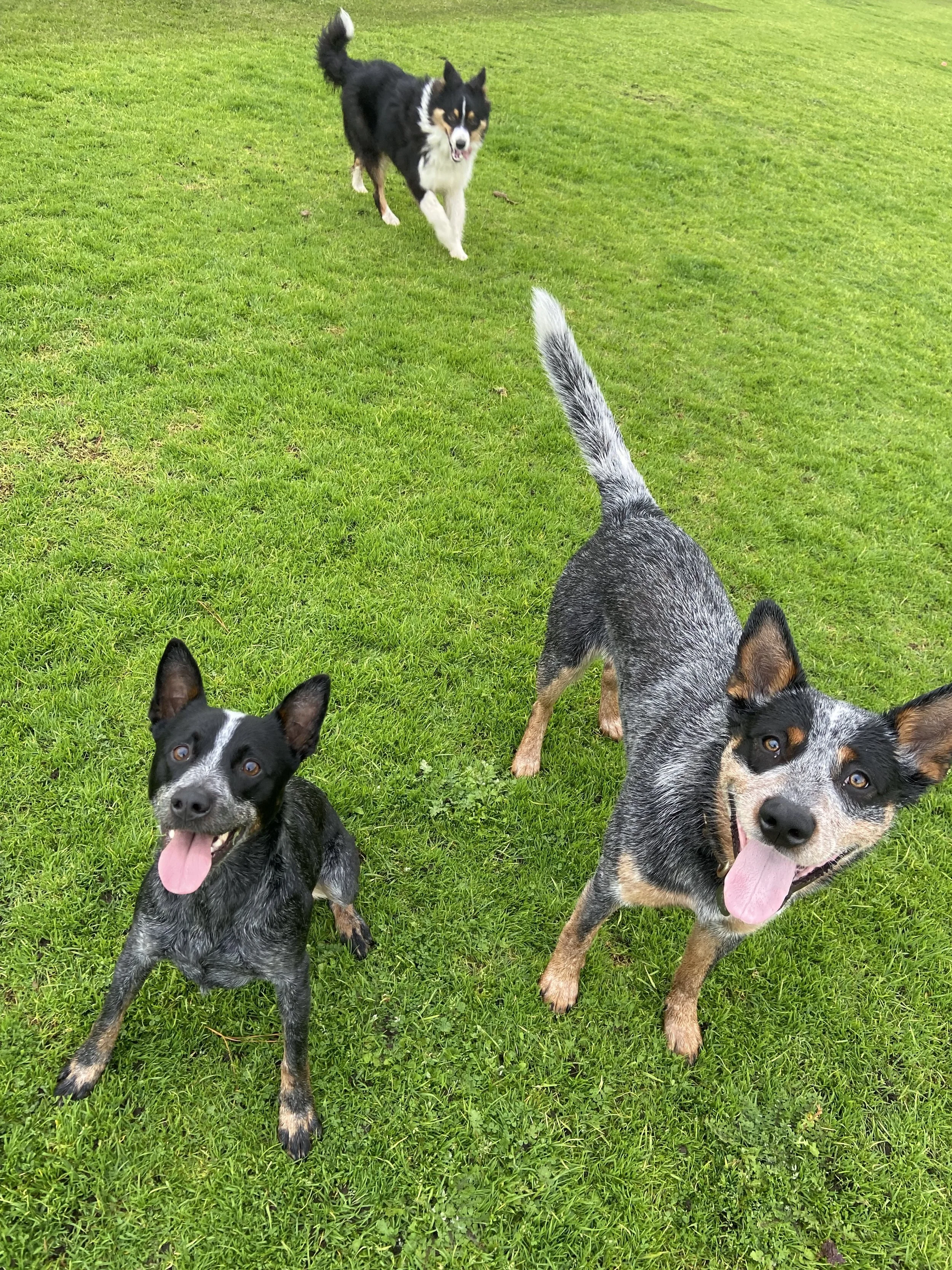 Plain Aesthetic Glass Barbecue Containers