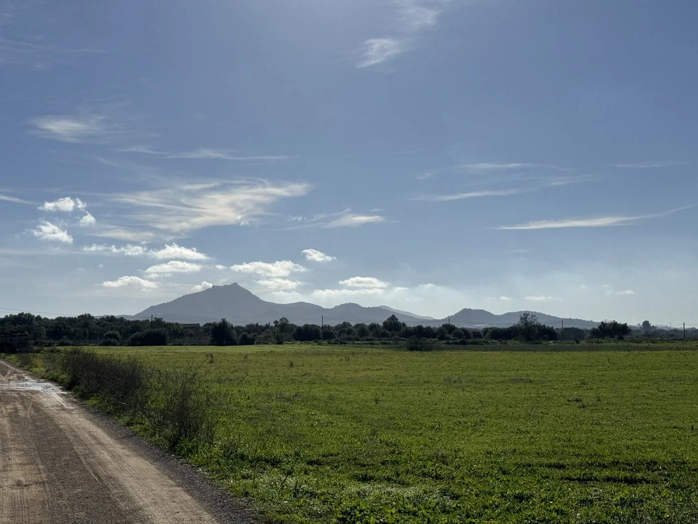 Plot in Felanitx with vineyards