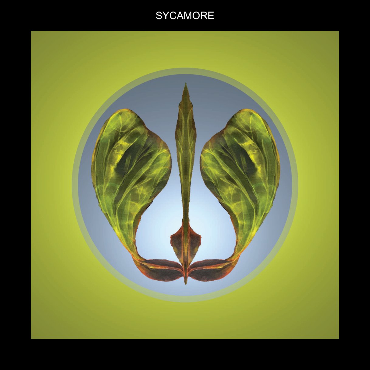 WFSYCAMORE.jpg