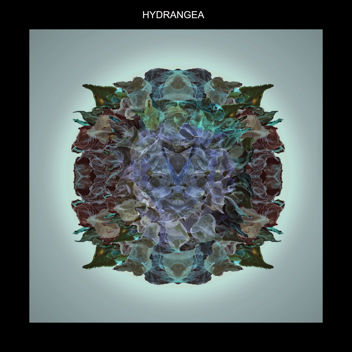 WFHYDRANGEA.jpg