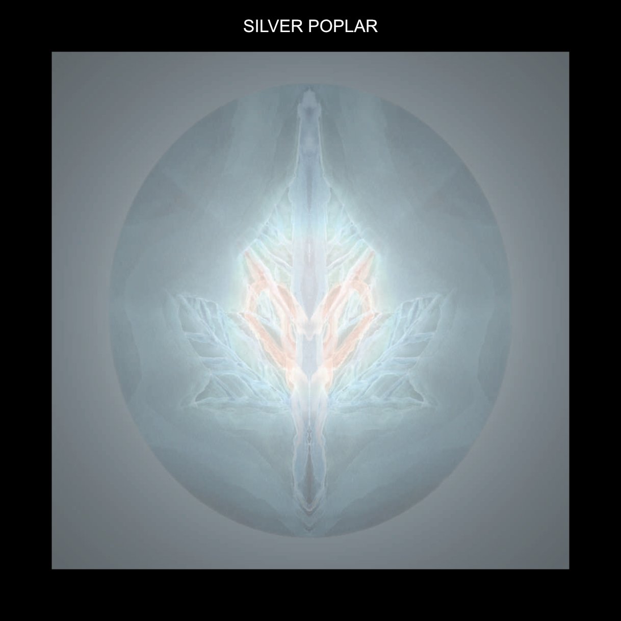 WFSILVERPOP.jpg