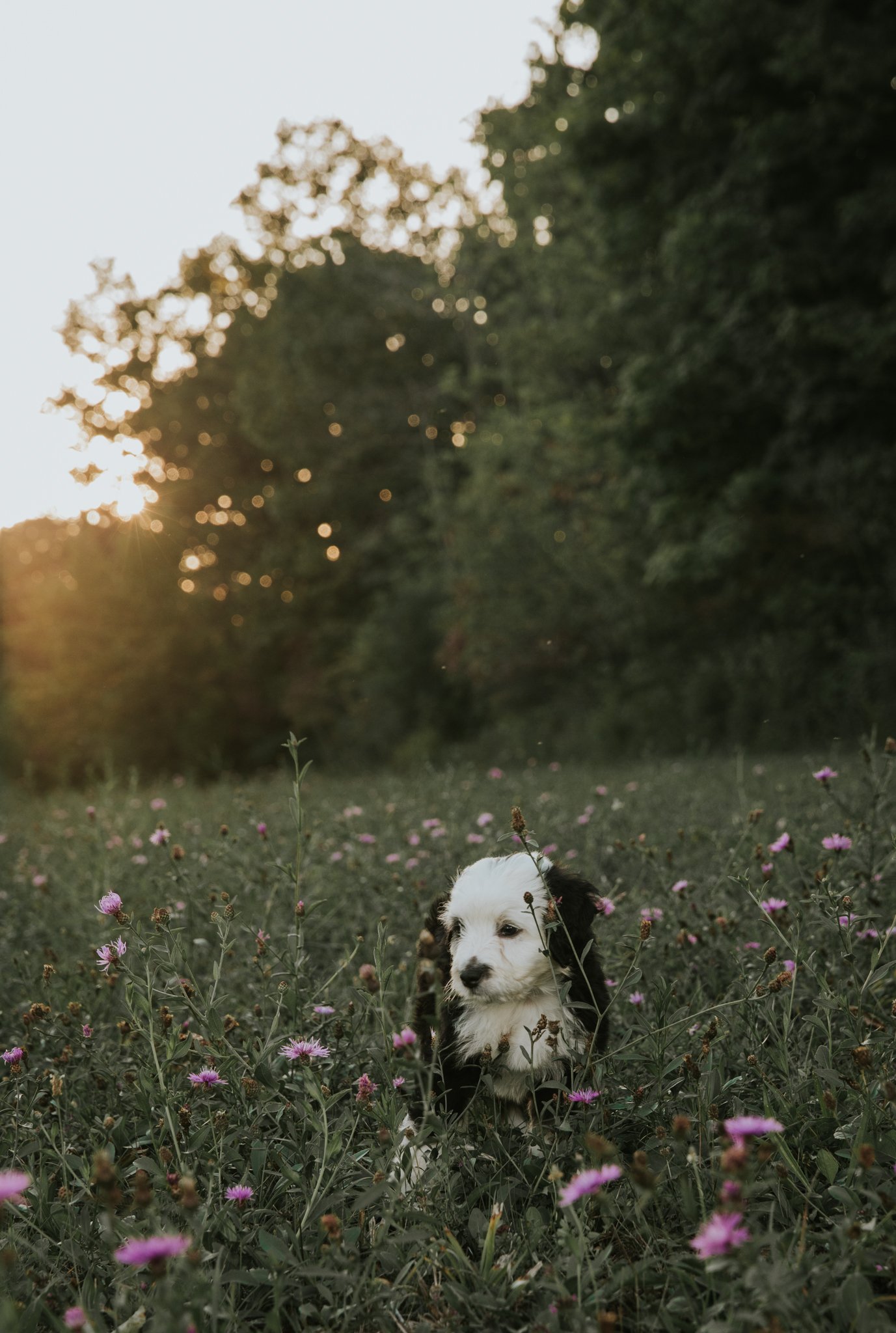 Griswold Goldens (24 of 41).jpg