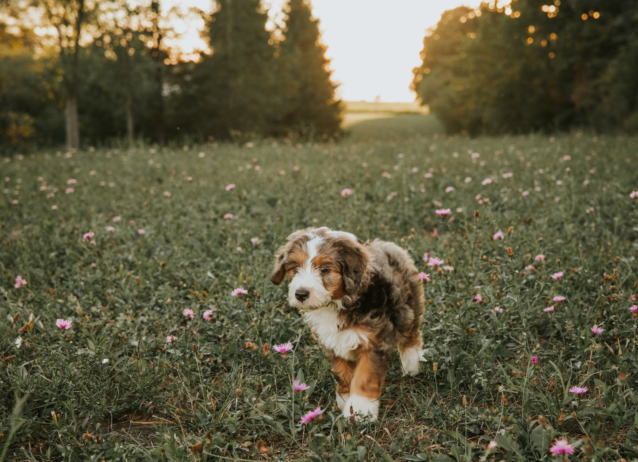 Griswold Goldens (26 of 41).jpg