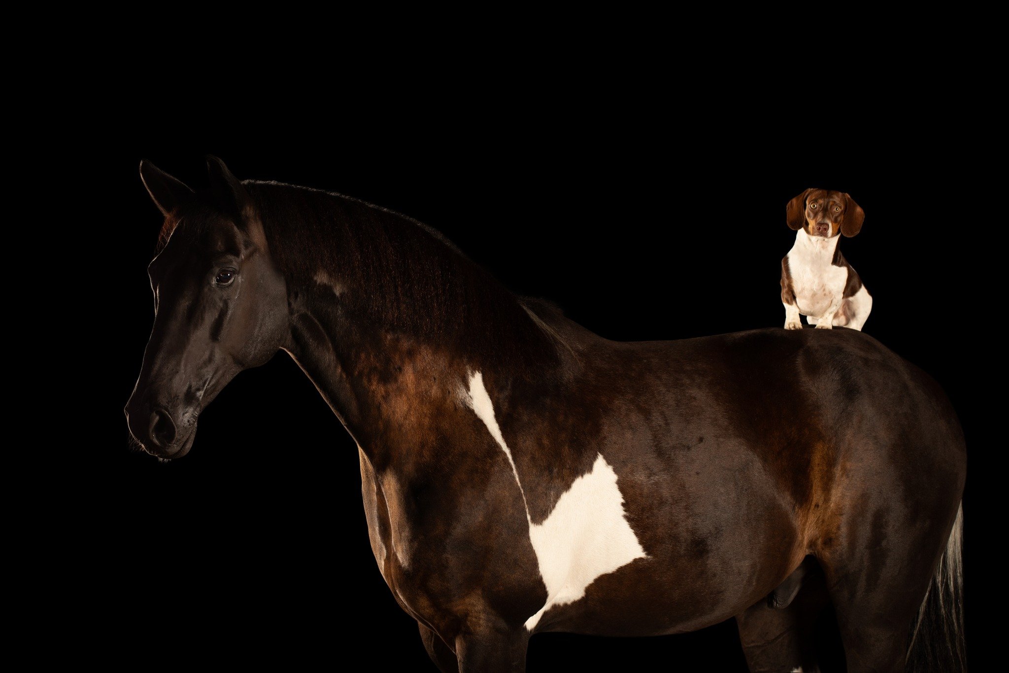 Does your dog get along with your horse?

I love incorporating pets into your equine session, whether its from a distance on the ground or taking them for a ride with you!

Have you scheduled your portraits yet?
.
.
.
#JamiePankowPhotography #DoWhatY