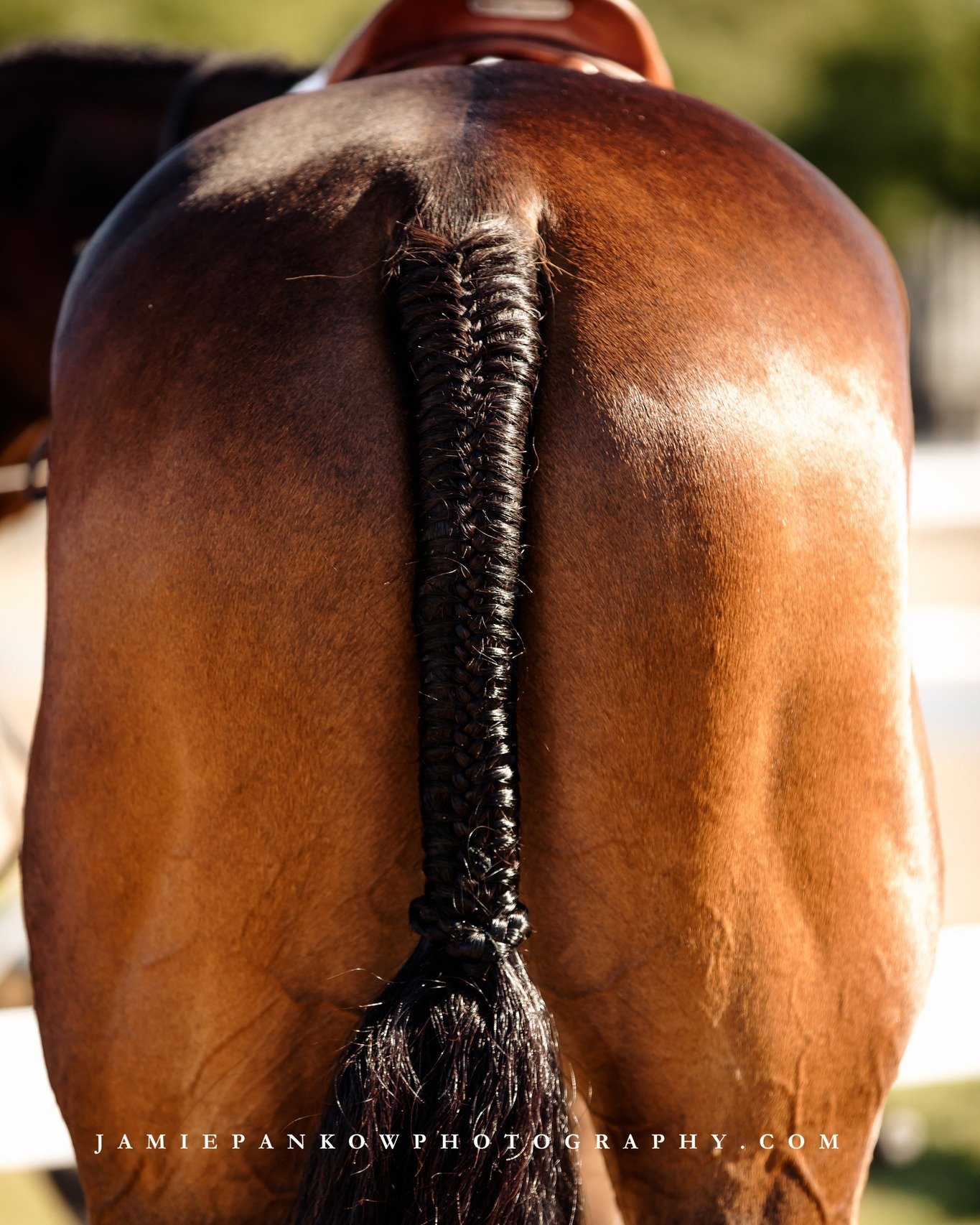 When it comes to braiding tails, are you doing it or do you prefer to have someone else?
.
.
.
#WesternNewYorkPhotographer #RochesterNY #SeniorPhotographer #PortraitPhotographer #BuffaloPhotographer #DoWhatYouLove #JamiePankowPhotography #TeamCanon #