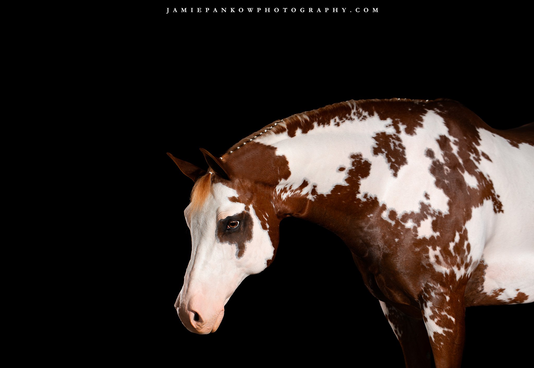 Summer Kick Off Classic Horse Show 

Don't forget that I will be hosting black background portraits on each Friday prior to the show for your horse or dog! 

I am offering limited spots for these sessions and they are already booking up so make sure 