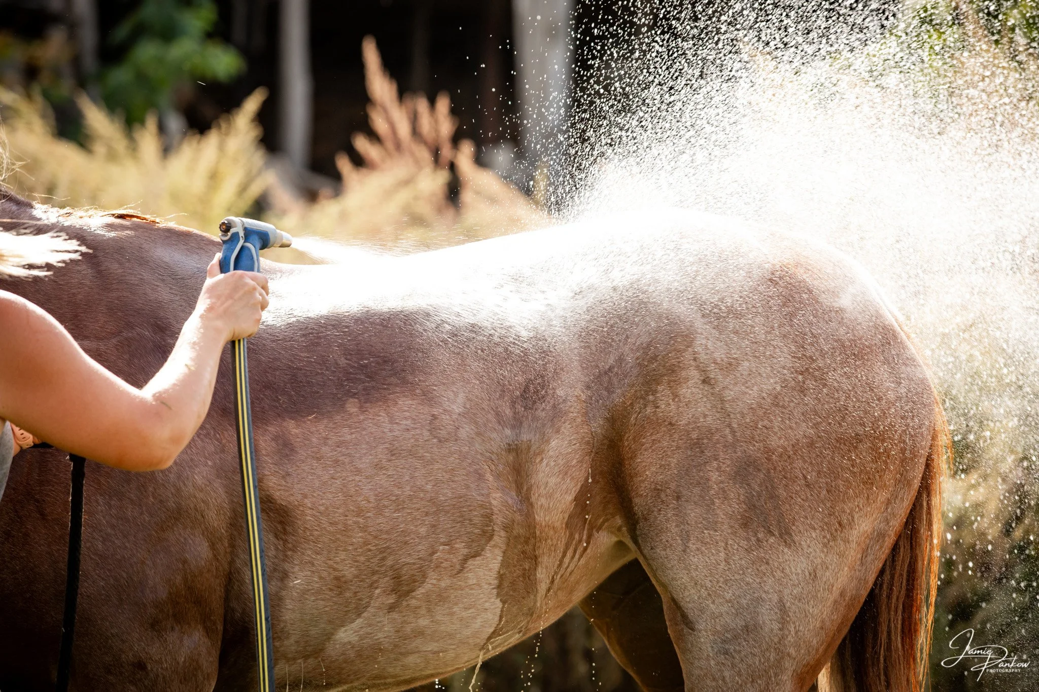 Keeping them comfortable and cared for is just part of good horsemanship &mdash; and sometimes that means a full rinse, a careful cool-down, or a little extra time with the hose on a warm day. 💦🐴

Every horse handles bath time differently, and hone