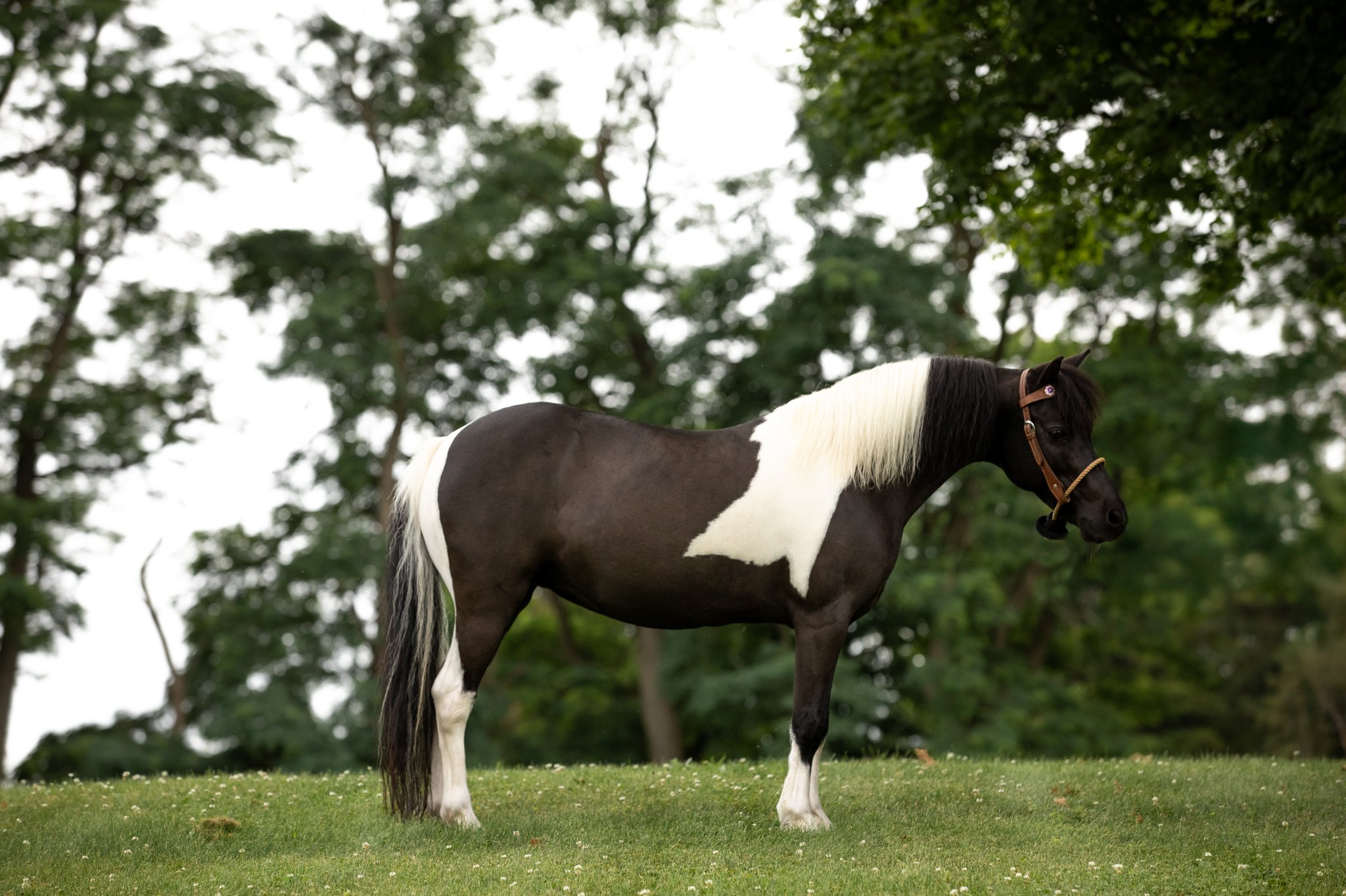 Lombino (81 of 197).jpg