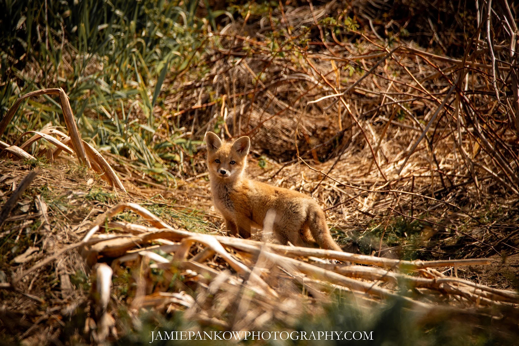 Fun Fact | Foxes are one of my absolute favorite animals and Spring always brings new life. I was humbled this weekend spending my morning laying in a damp muddy field just hanging out with the most adorable, curious and rambunctious pups. 

They sta
