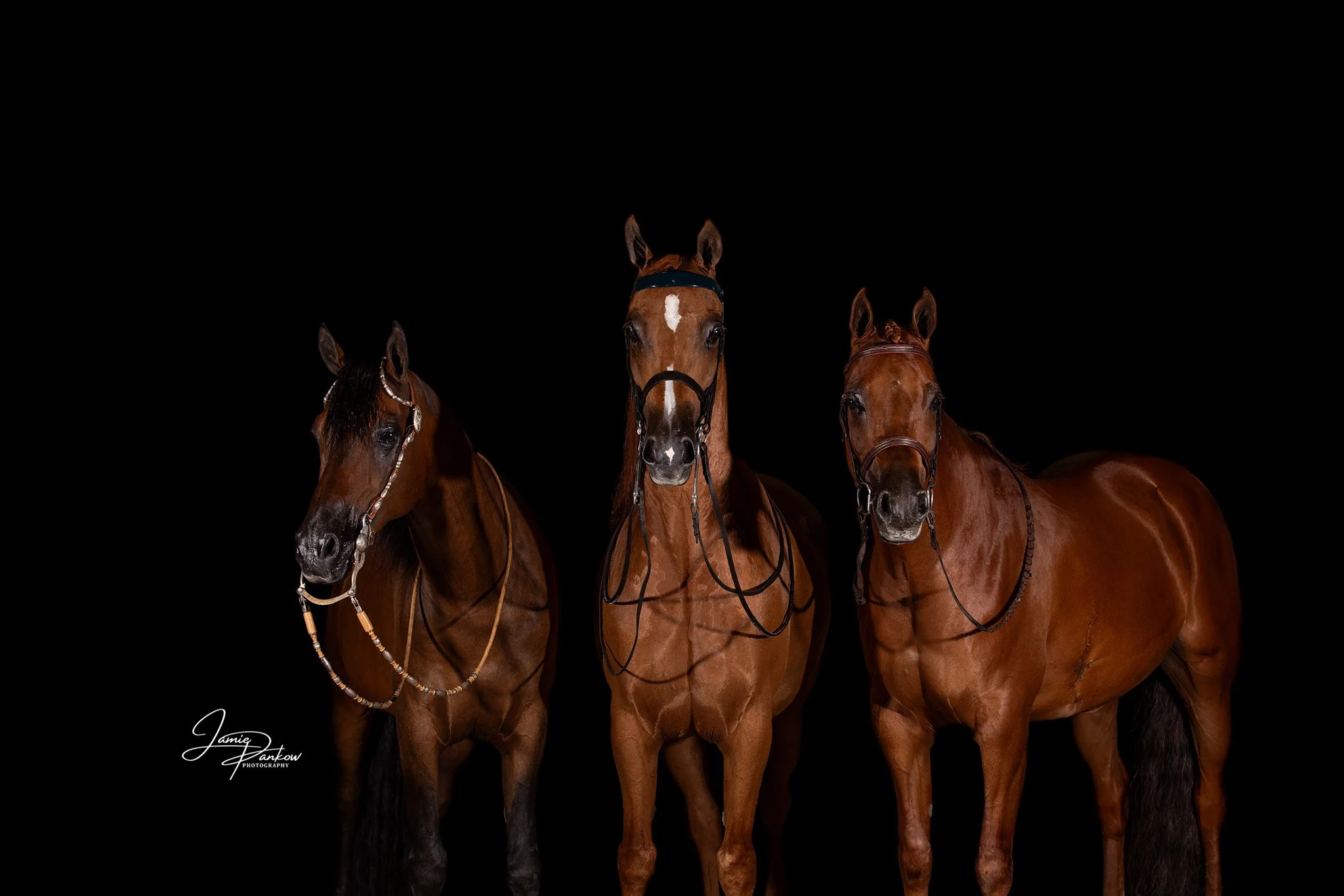 Which portrait do you prefer and why? 

I say both but I get to say that because I created them 😂
.
.
.
#JamiePankowPhotography #BlackBackground #EquinePhotographer #EquinePhotography #WNYPhotographer #RochesterPhotographer #BuffaloPhotographer #Tea