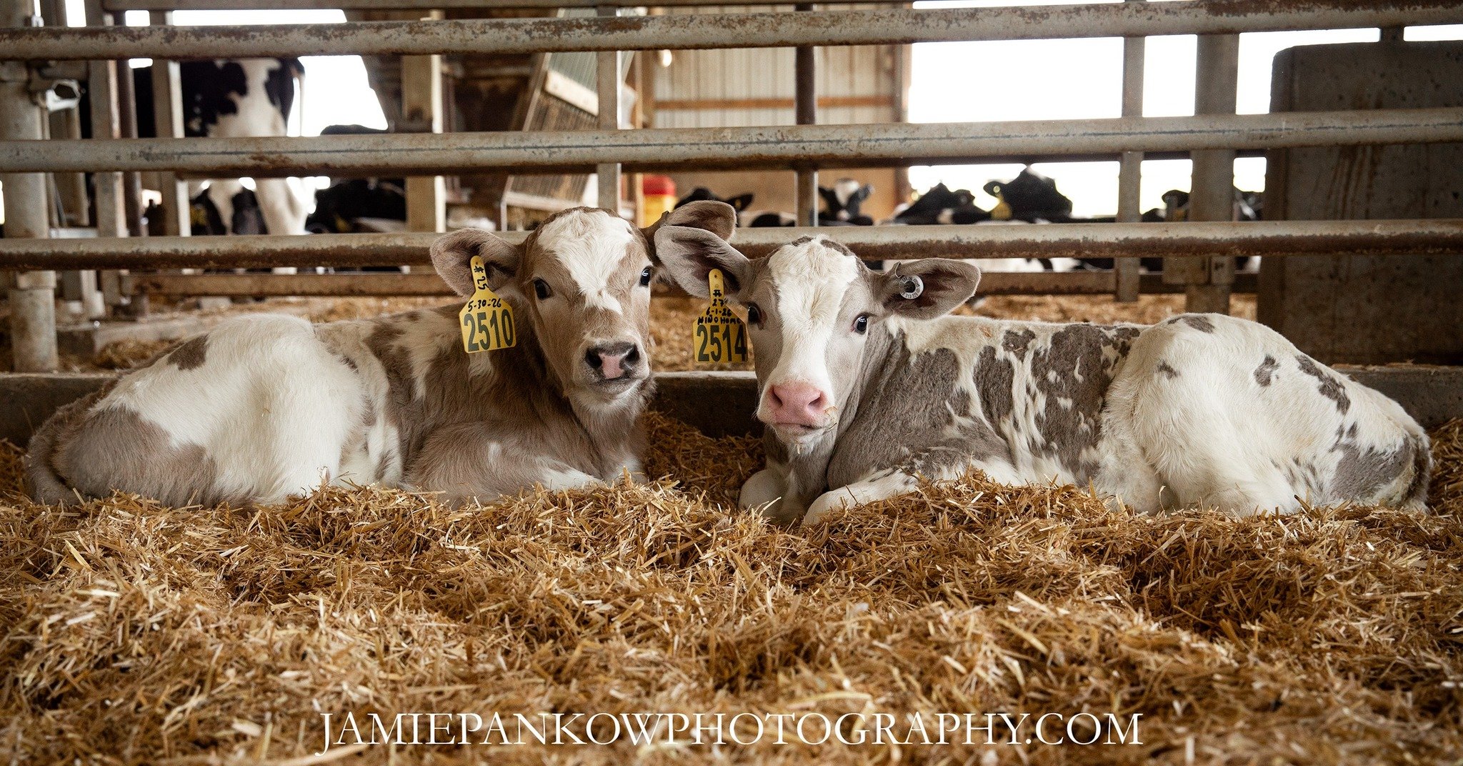 We had a few unexpected surprises at the farm and are now seeing a new color combo amongst the Holsteins and I am loving every second of it 😍 they are also the sweetest little things, I cannot wait to see how they look as they continue to grow!

The