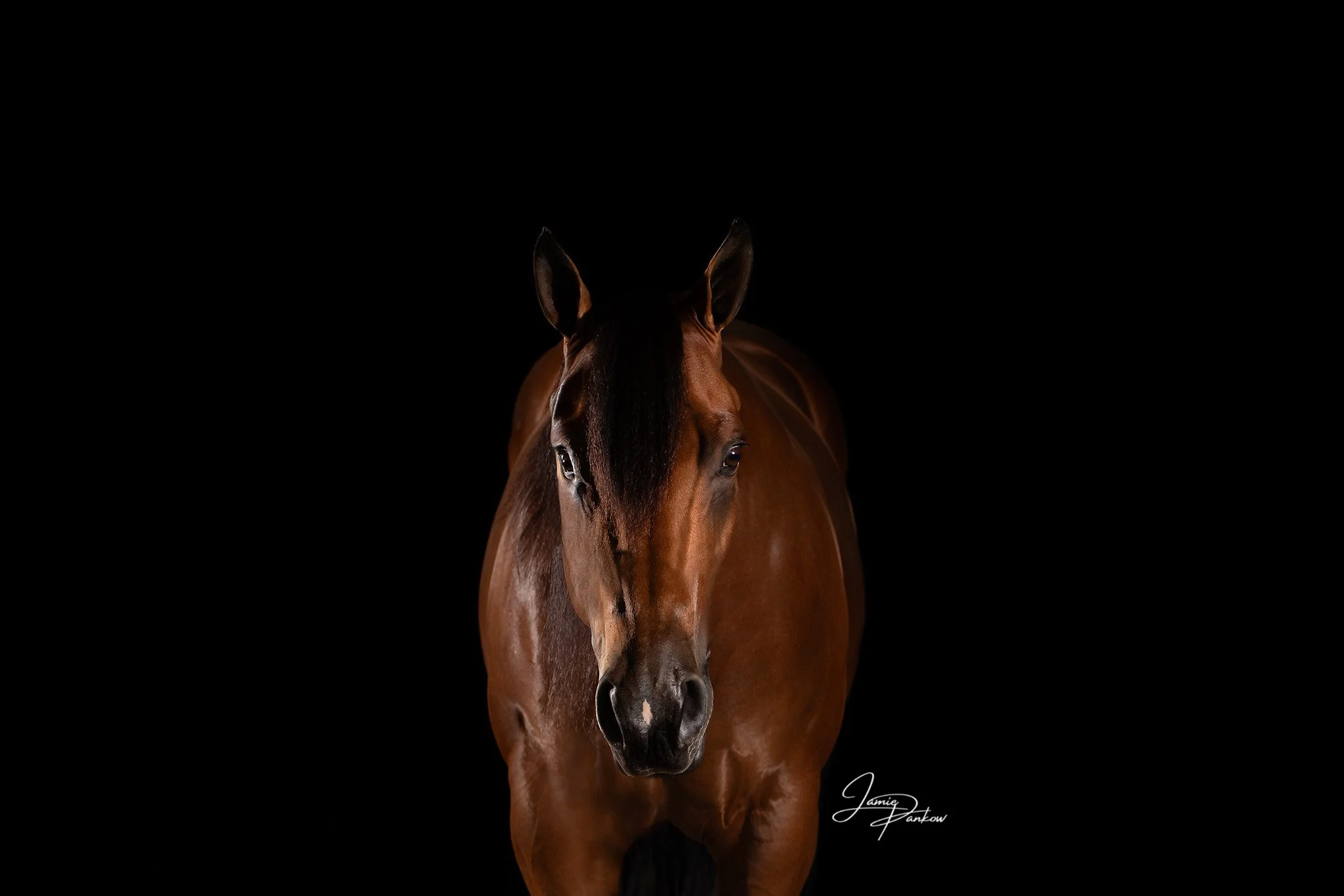 There is just something about a bay on a black background that never gets old. 

This throwback portrait was created during the Summer Kick Off Classic Horse Show in Batavia, and I&rsquo;m still just as obsessed with it today. The depth, the shine, t