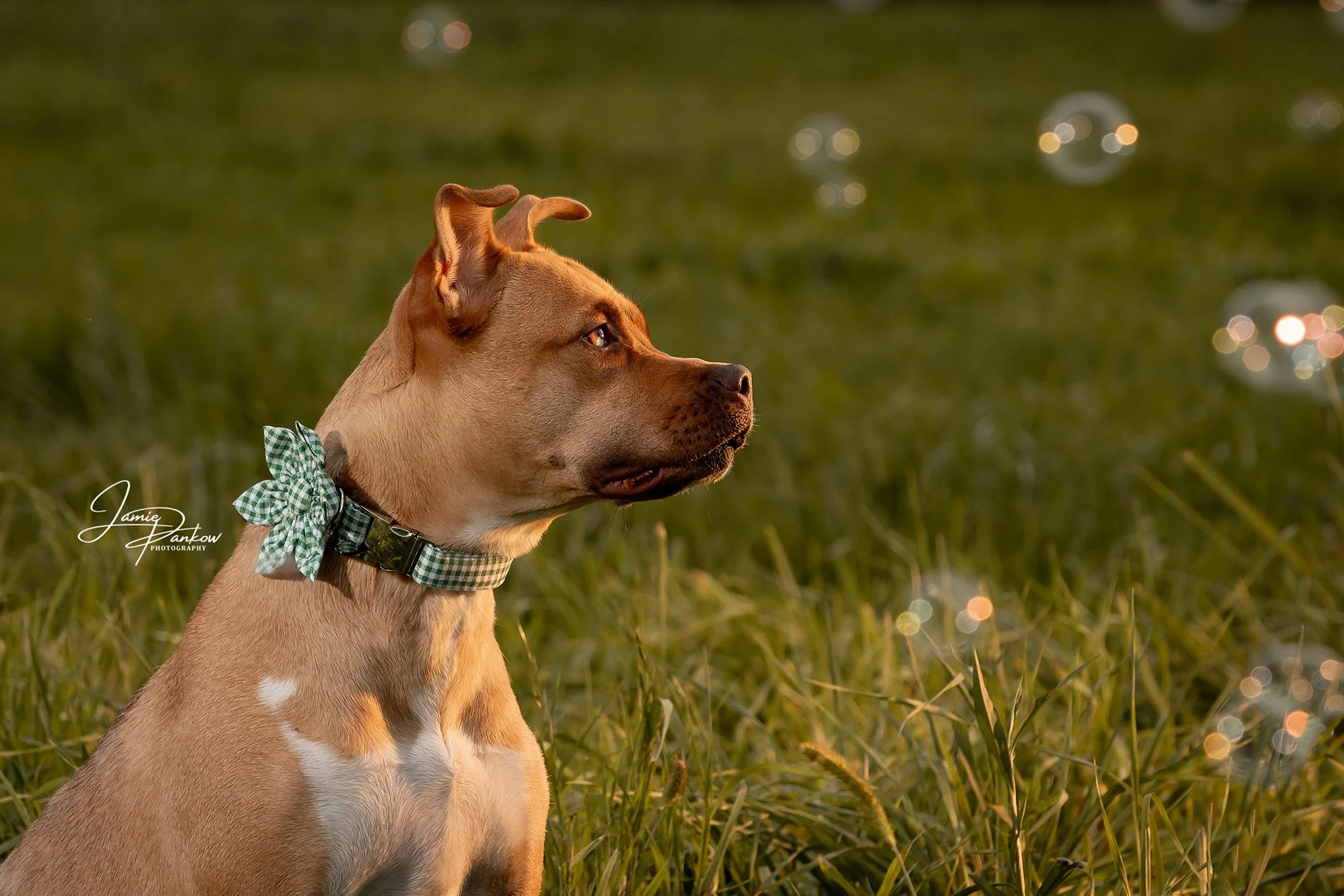 Bubbles + Your Dog = P E R F E C T I O N

Would your dog try to eat the bubbles?
.
.
.
#JamiePankowPhotography #DogPortraits #DogPhotographer #WNYPhotographer #FingerLakesPhotographer #PetPhotographer #RochesterNY #BuffaloNY #Photographer #TeamCanon 