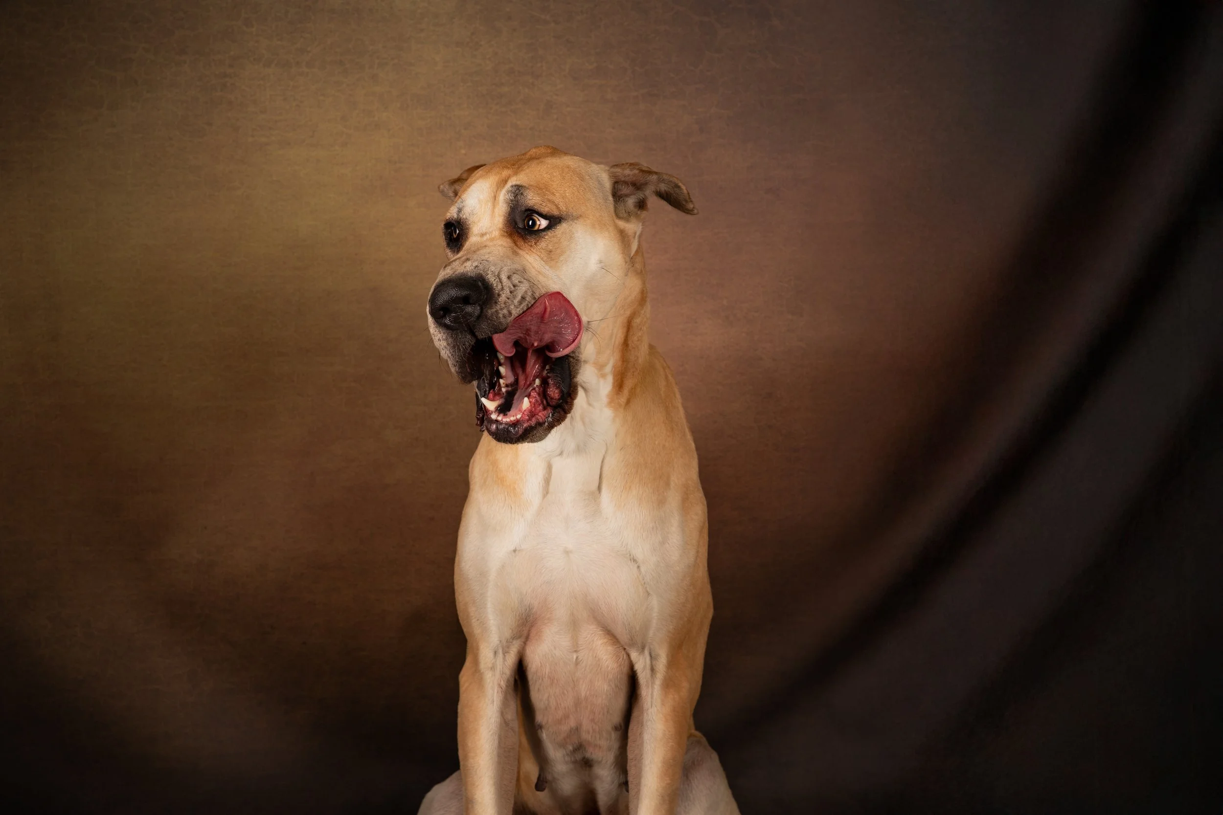 Doberman's & Danes - PEPPER (1).jpg