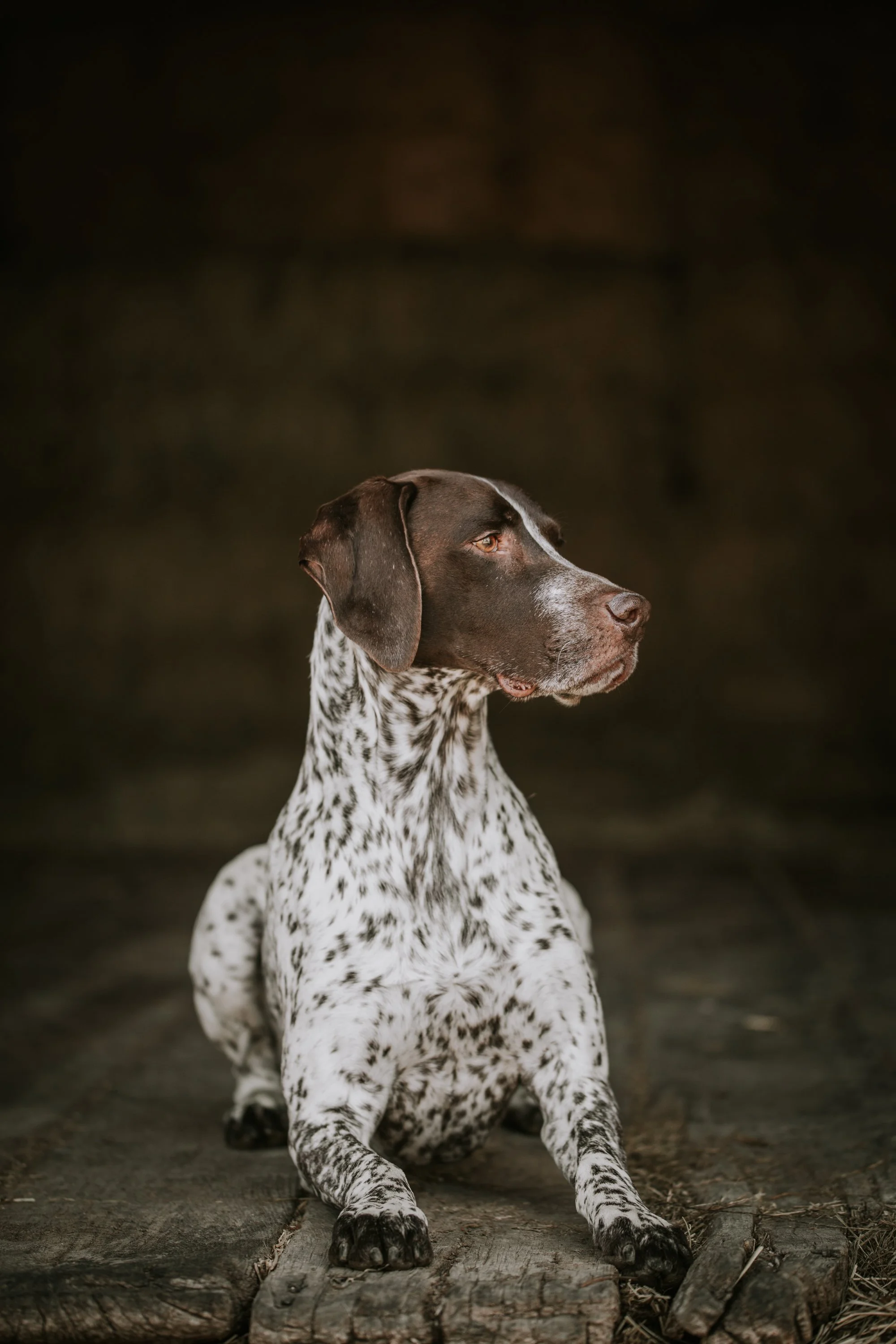 judge (1 of 1).jpg