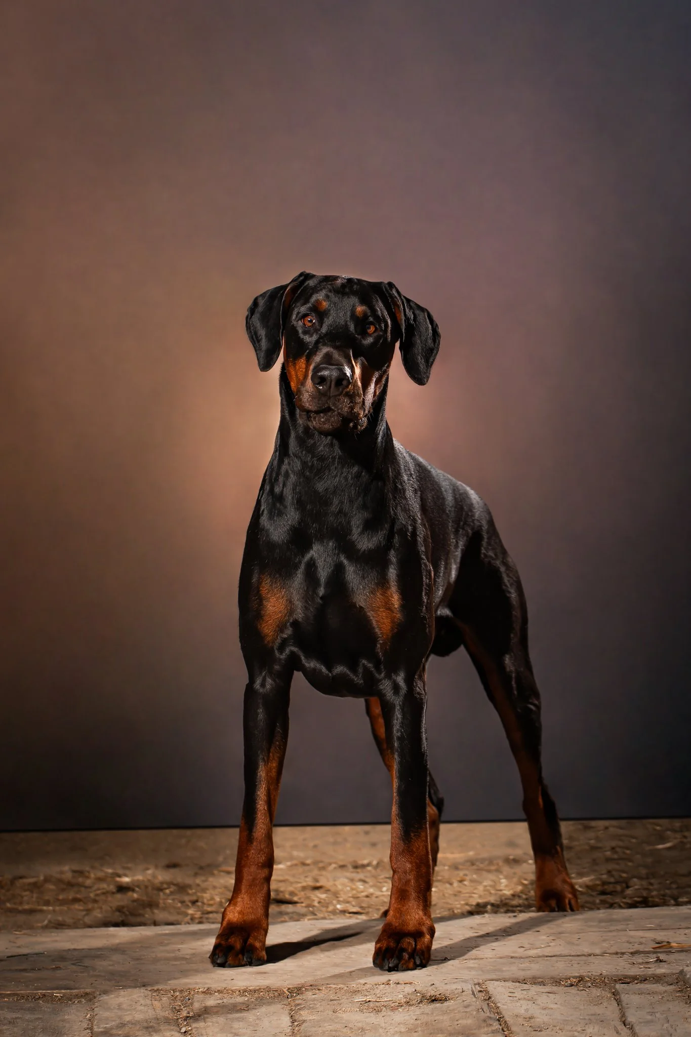 Rocco 3.jpg