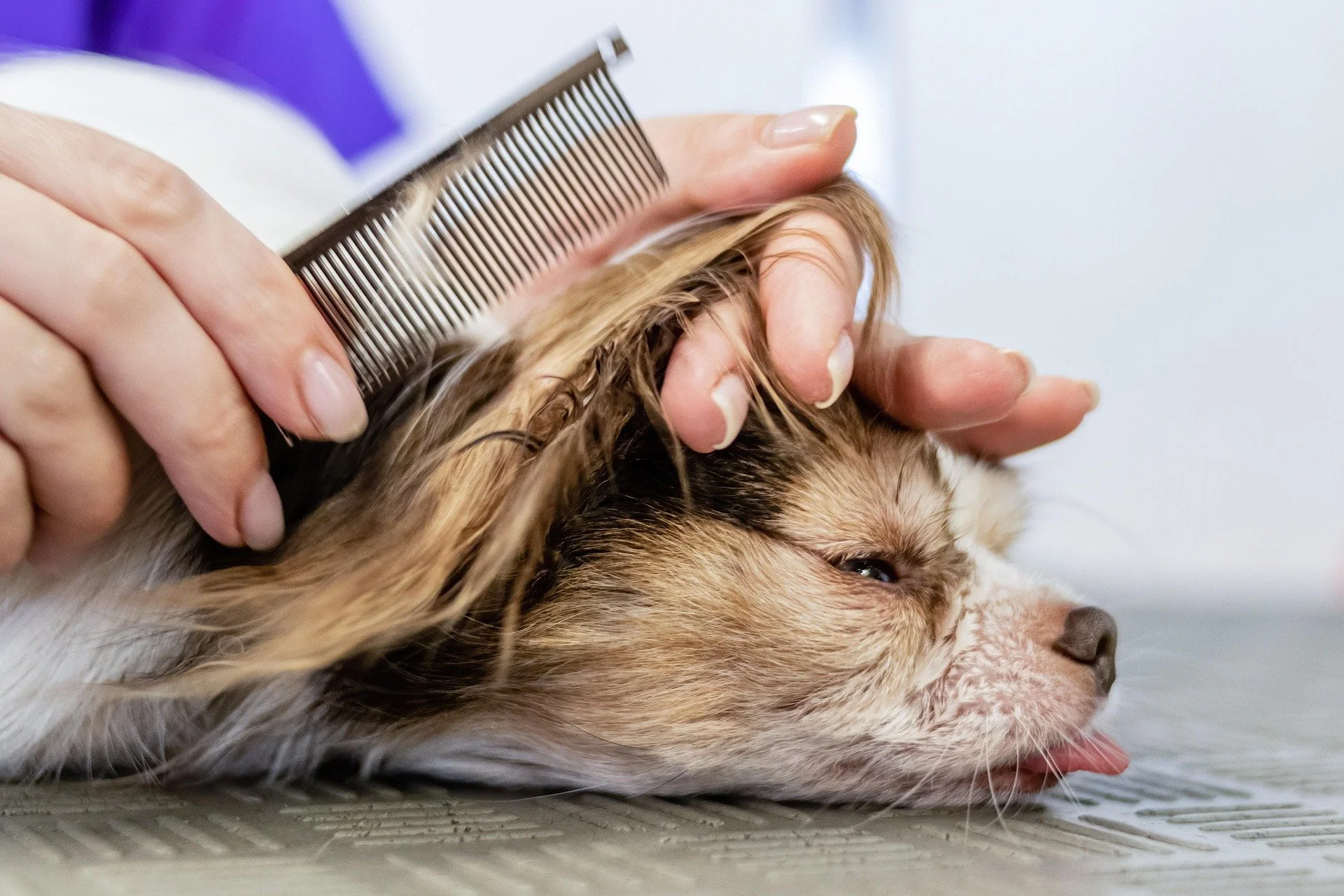 alektas-grooming-6894991_1920.jpg