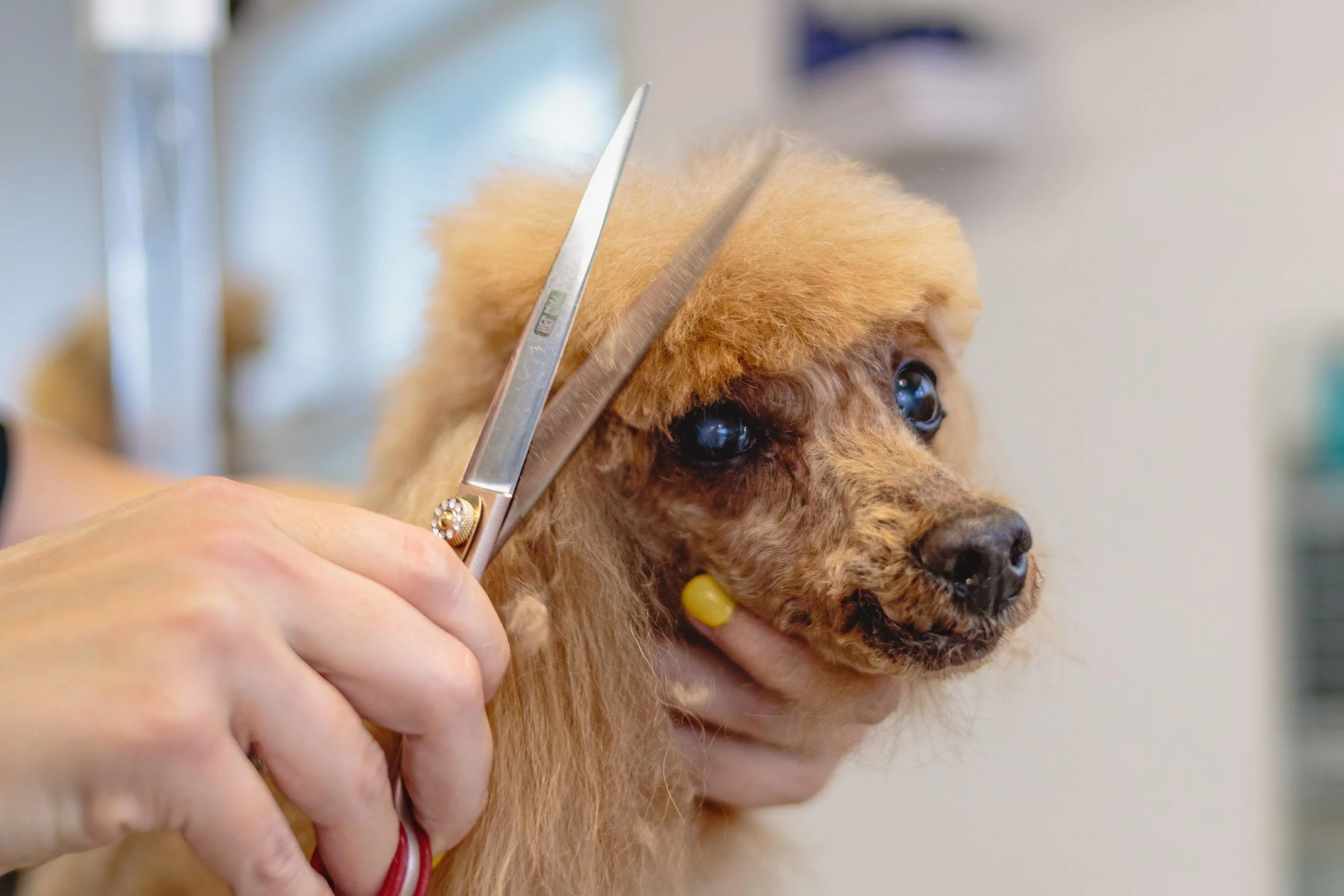 alektas-dog-6895017.jpg