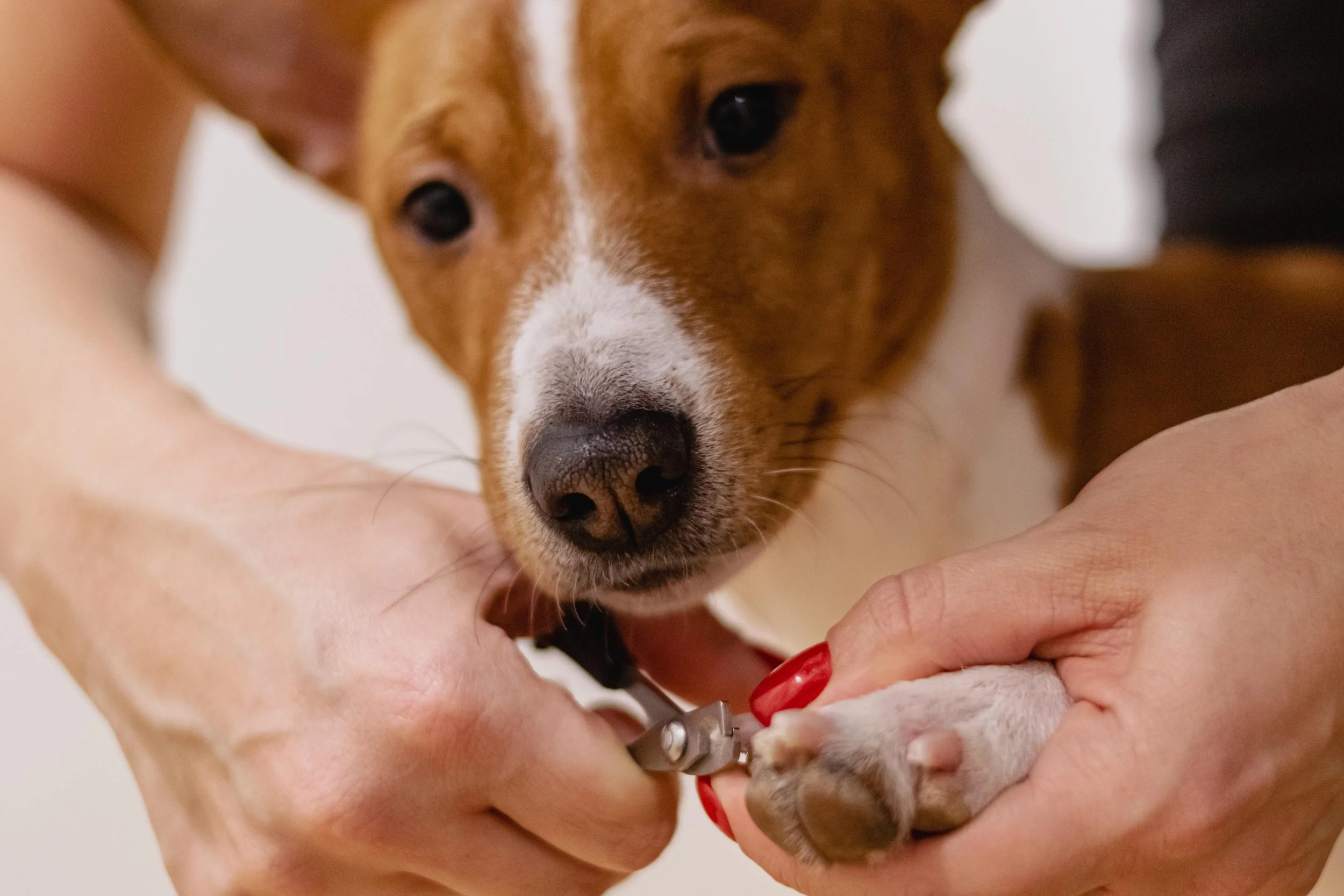 alektas-nail-clipping-6926857.jpg