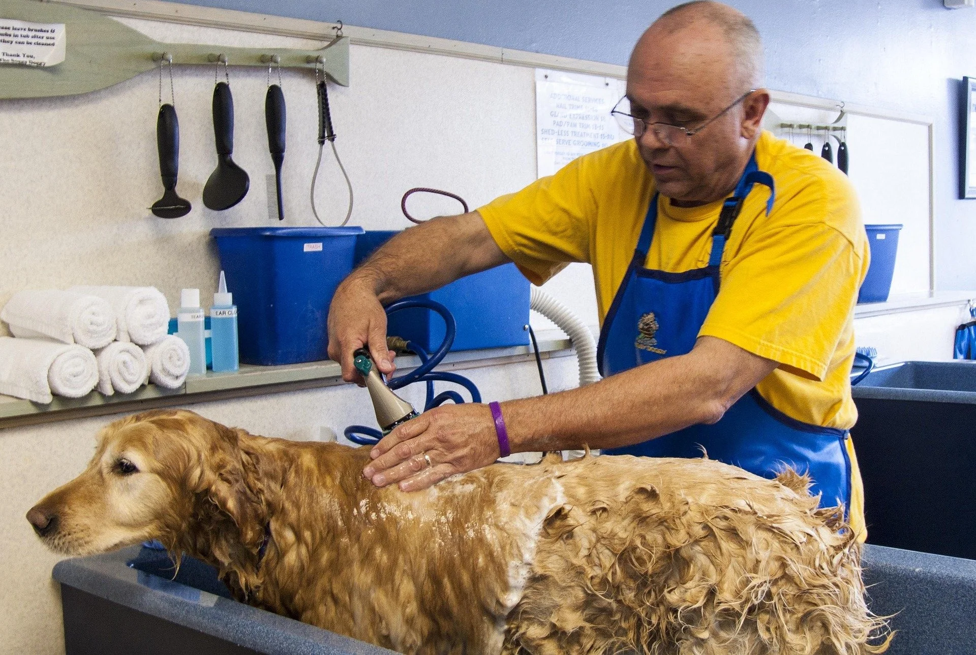 karlinimrie0-dog-bath-682169_1920.jpg