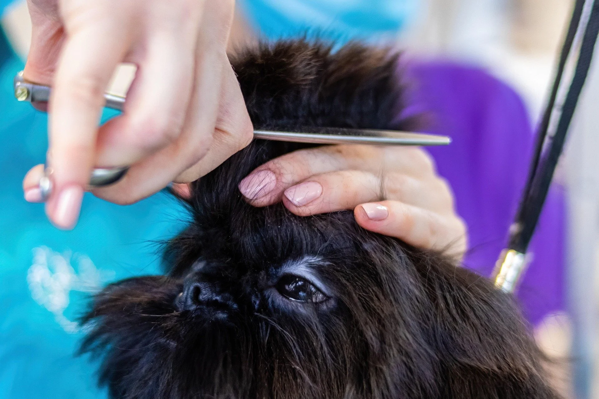alektas-grooming-6894989_1920.jpg