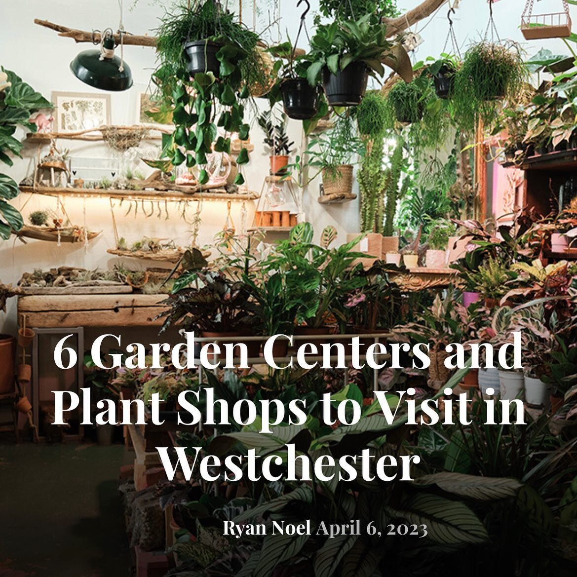 Thanks for the feature Westchester Magazine! 

https://westchestermagazine.com/home-real-estate/design-garden/garden-centers-plant-shops/

#mossyfern #allthingsplants @westchestermagazine