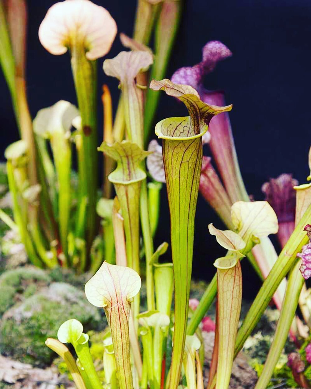 Interested in carnivorous plants? So are we! Come see the collection in our Tropicals room. 

#mossyfern #allthingsplants