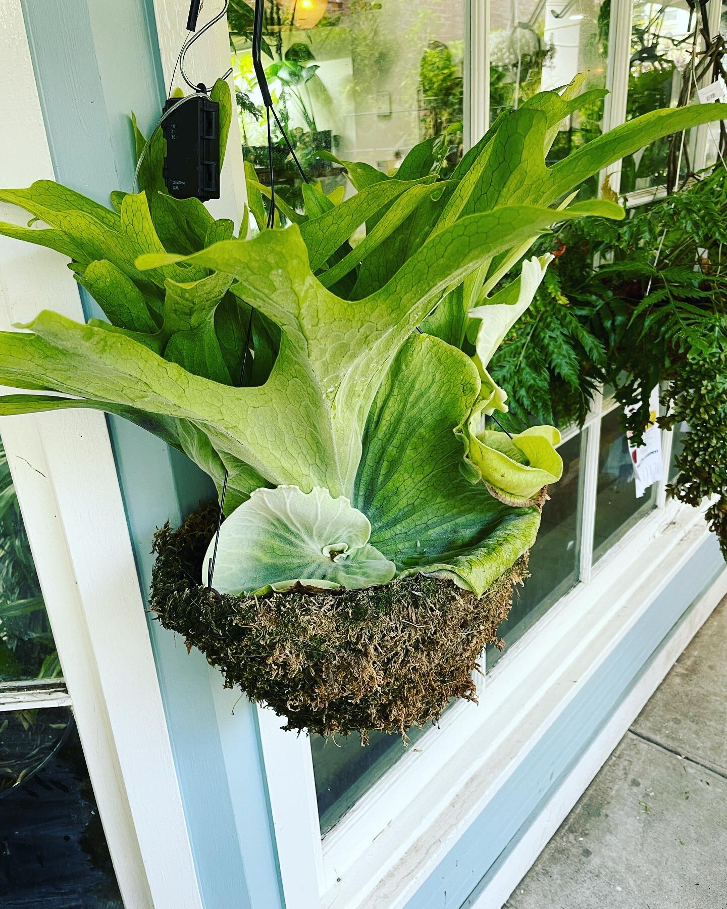 Fern Friyay! New shipment dropped- come see us this weekend for first selects! #springishere #staghornfern 

#mossyfern #allthingsplants