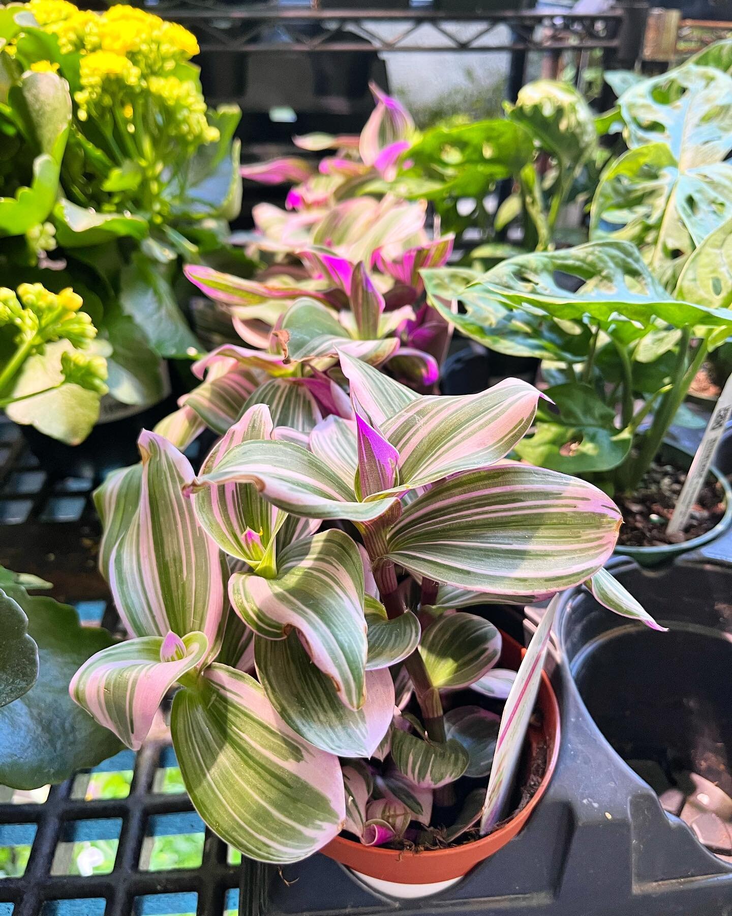 Mother&rsquo;s Day is a week from today&hellip;Does your mom prefer a potted plant over cut flowers? Good thing we have a great selection of both. Come by and we can help you choose. 

#mossyfern #allthingsplants
