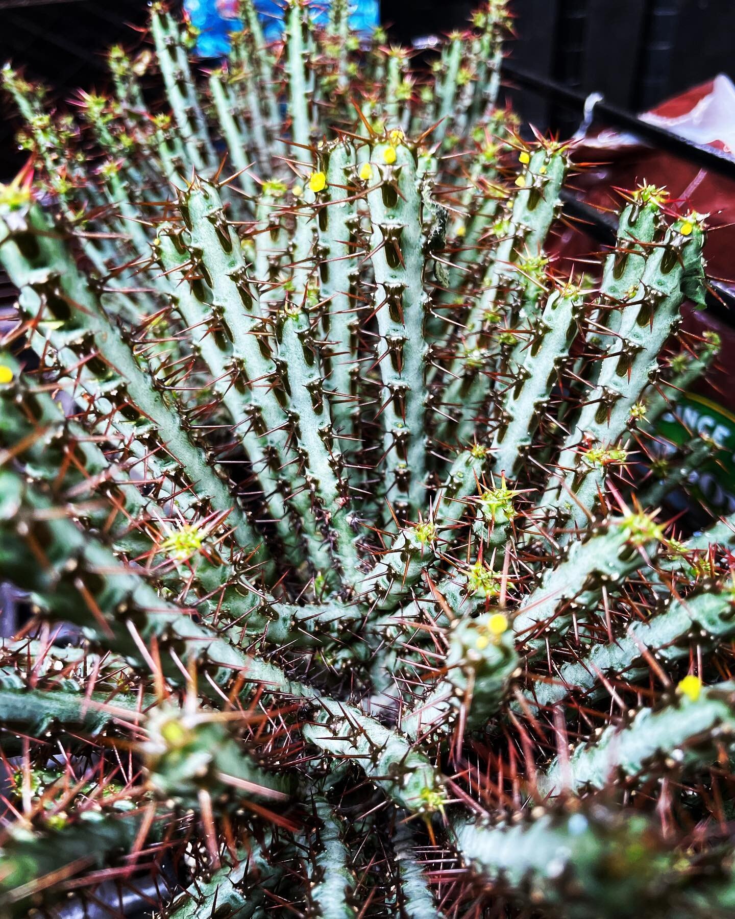 What did one cactus say to the fancy cactus?You&rsquo;re lookin&rsquo; sharp! 

#mossyfern #allthingsplants