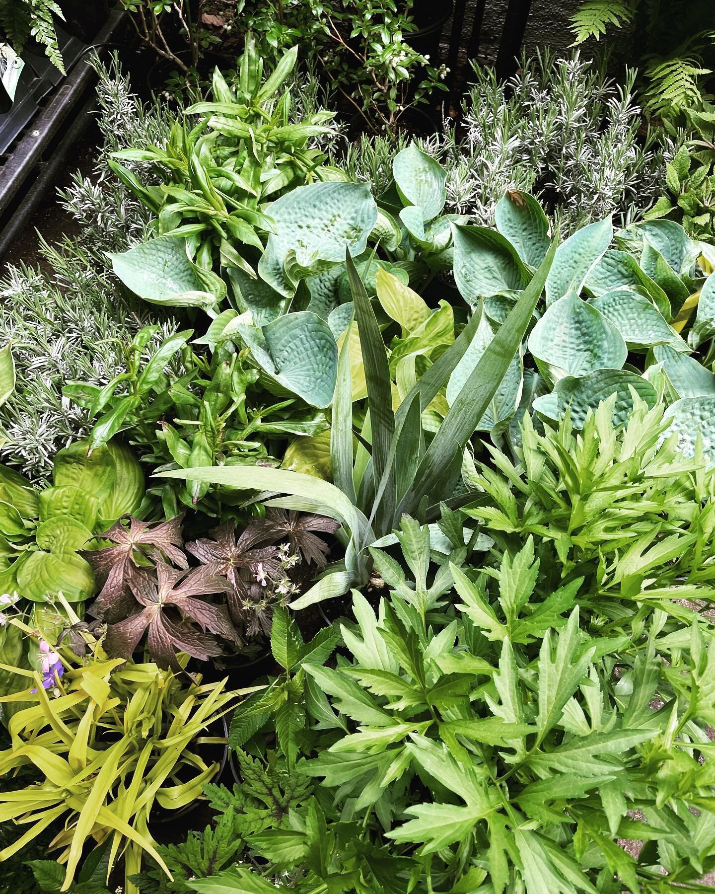 New inventory in this week- Beautiful weather for Spring planting. Come by and see us for soil, compost, plants and pots! #mossyfern #allthingsplants