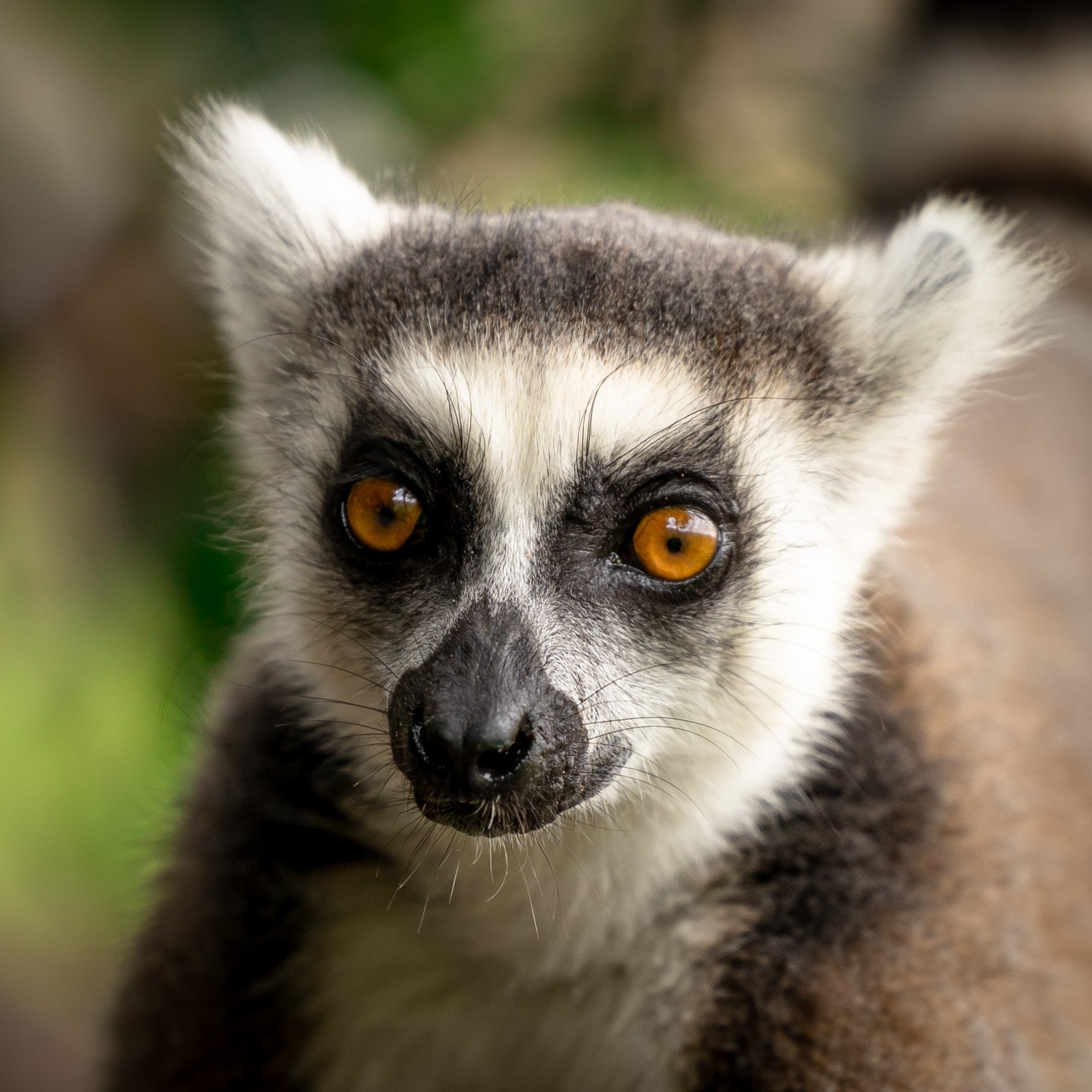 Ringtailed Lemur 4.jpg
