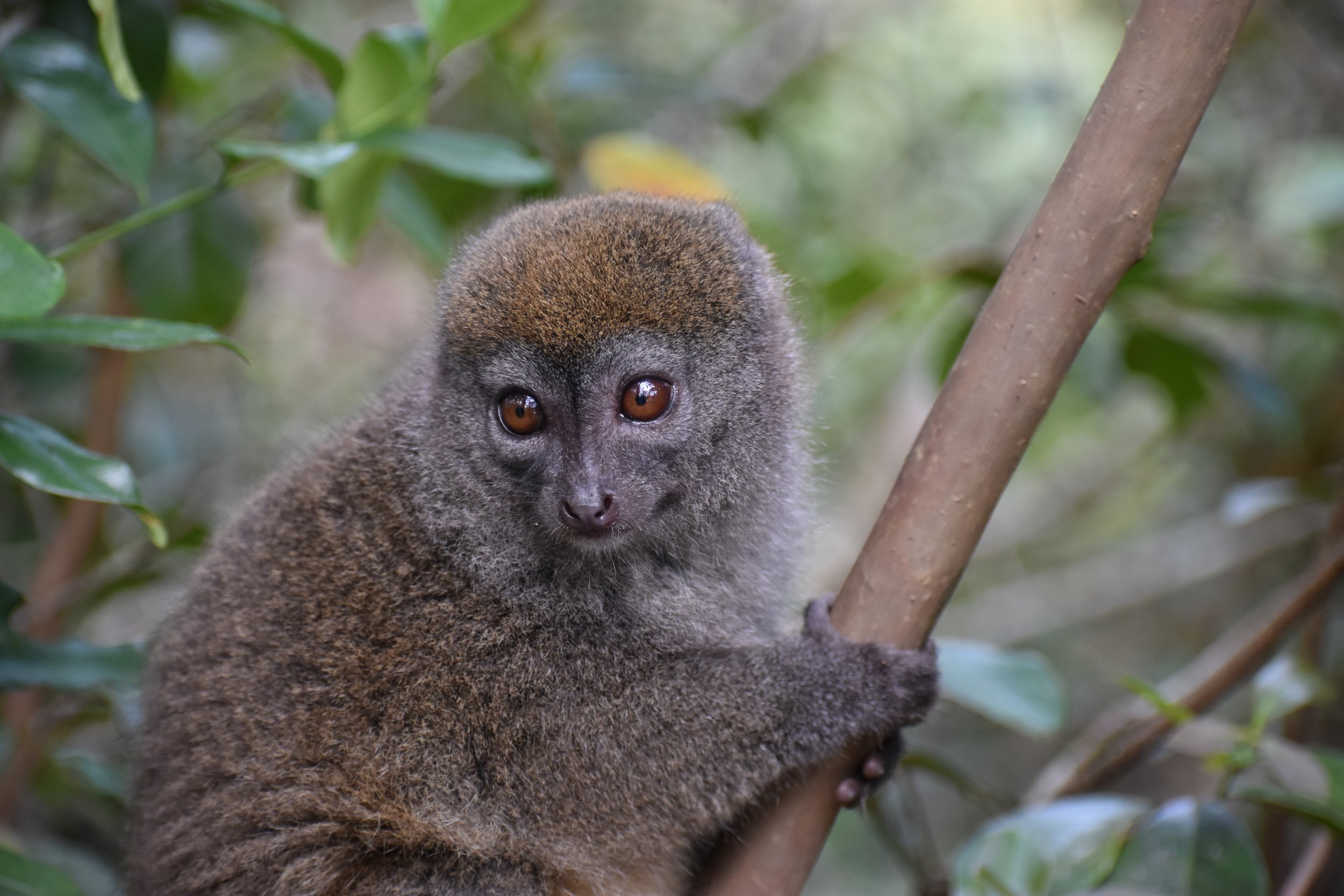 Gilberts Lesser Bamboo Lemur1.JPG