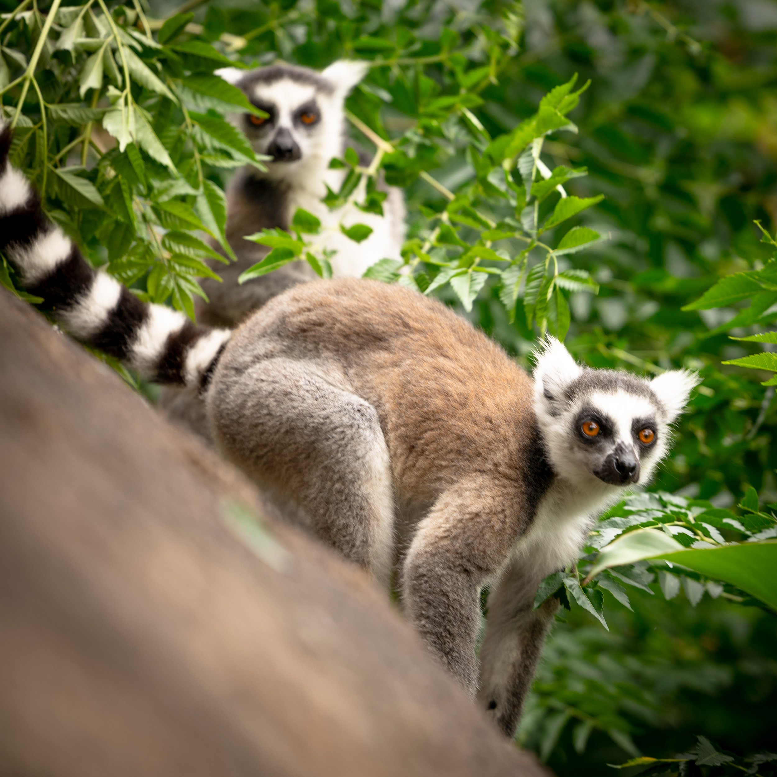 Ringtailed Lemur 3.jpg