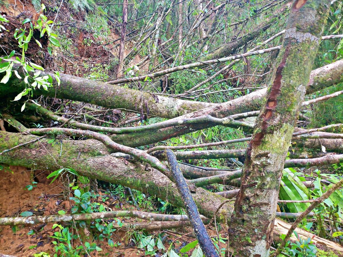 Trees down in the rainforest post cyclone