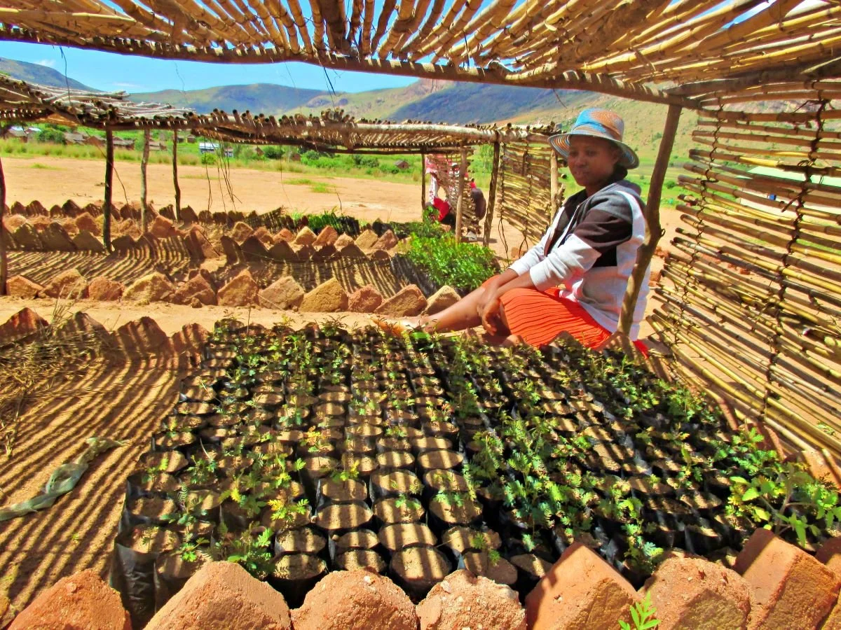 Tree nursery .jpg