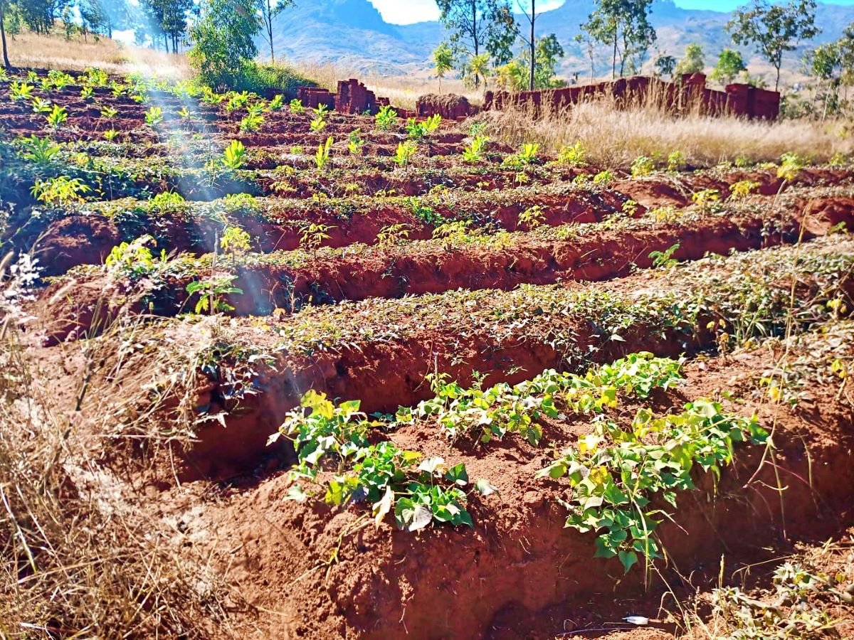 vegetable garden.jpg