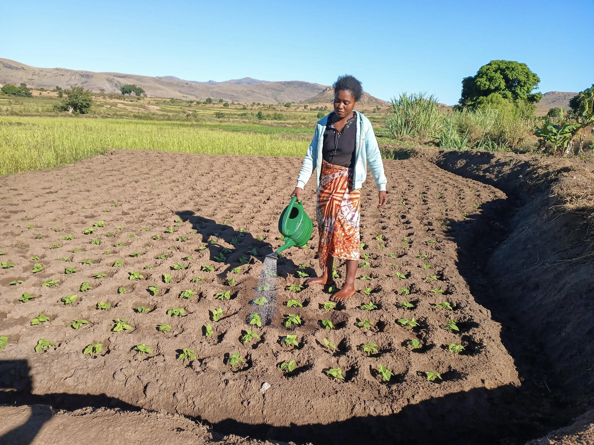 Hanitra watering her crops