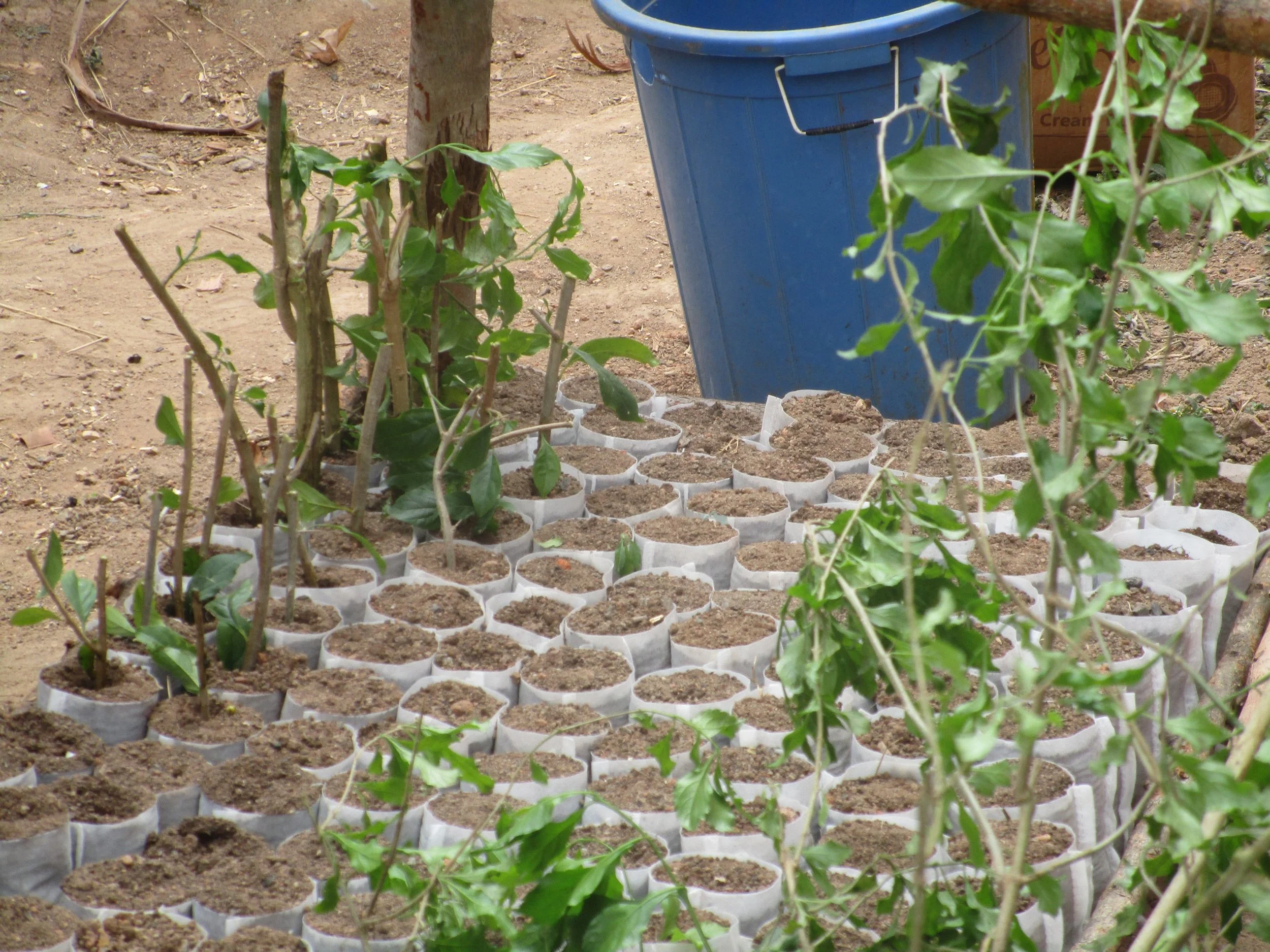 Duranta repens seeds being put into seed pods at the Ambohimahamasina youth centre to later be planted as living fences around new water sources 