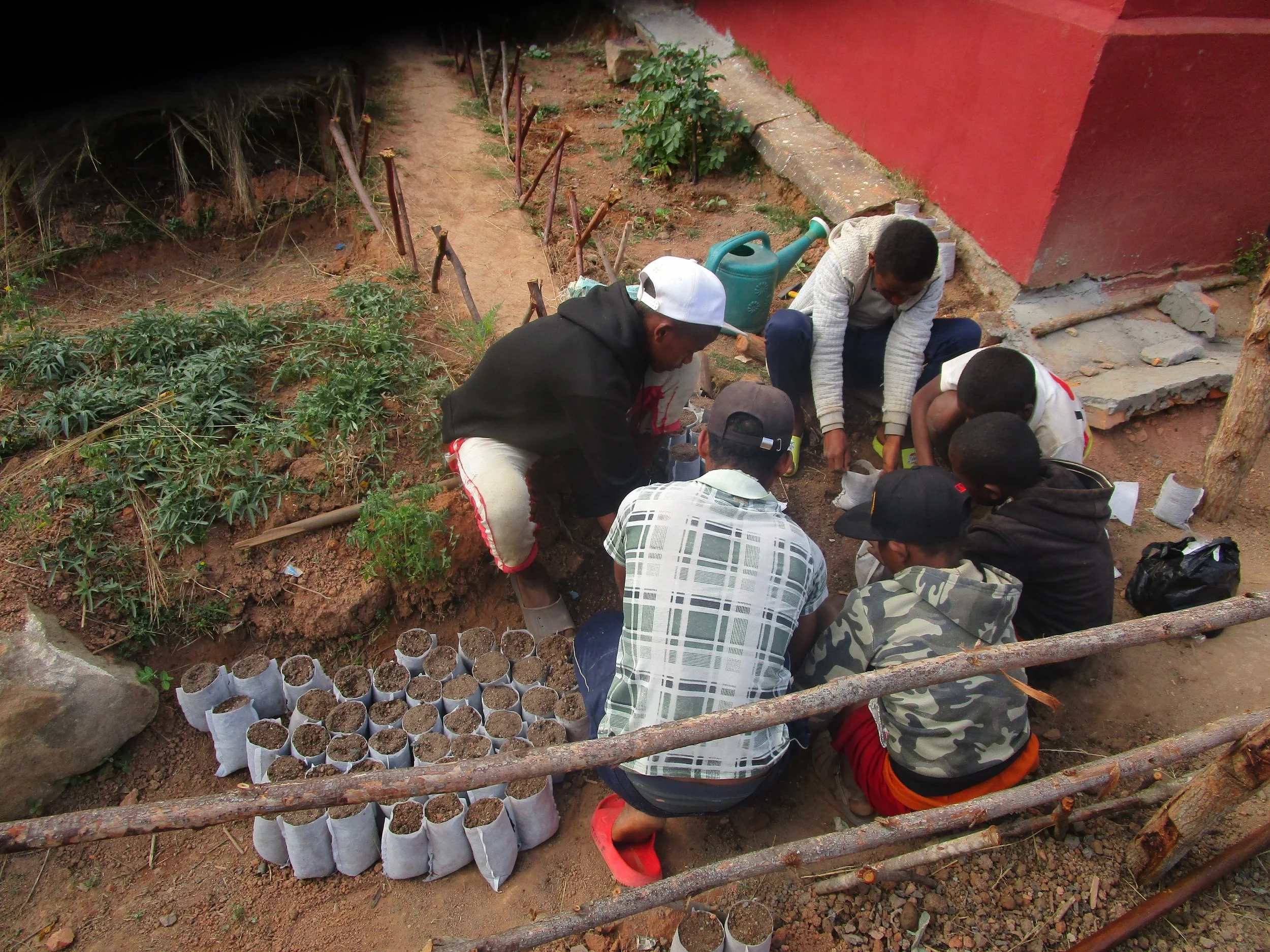 Duranta repens seeds being put into seed pods at the Ambohimahamasina youth centre to later be planted as living fences around new water sources 